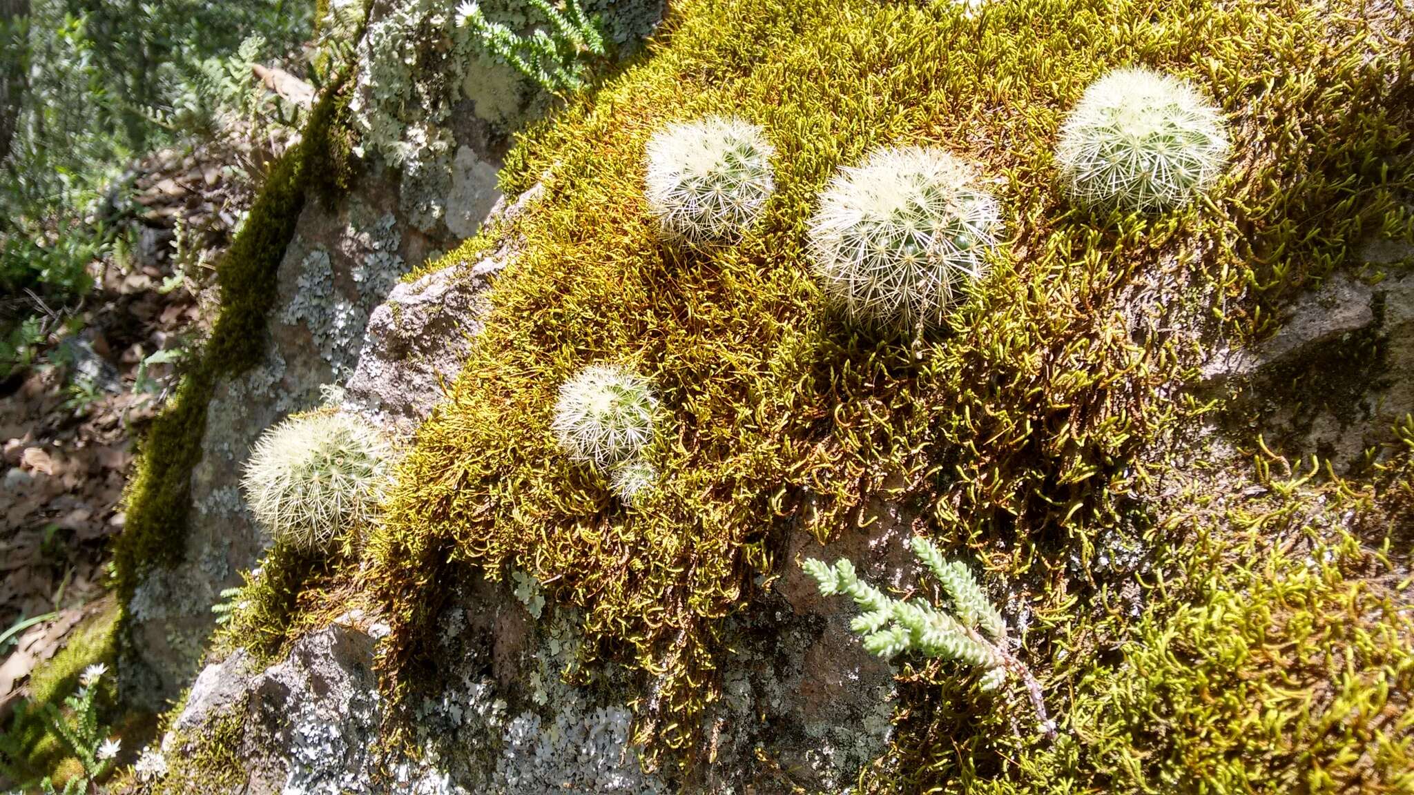 Mammillaria densispina (J. M. Coult.) Orcutt的圖片