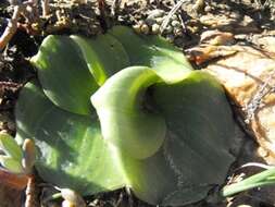 Image of Holothrix grandiflora (Sond.) Rchb. fil.