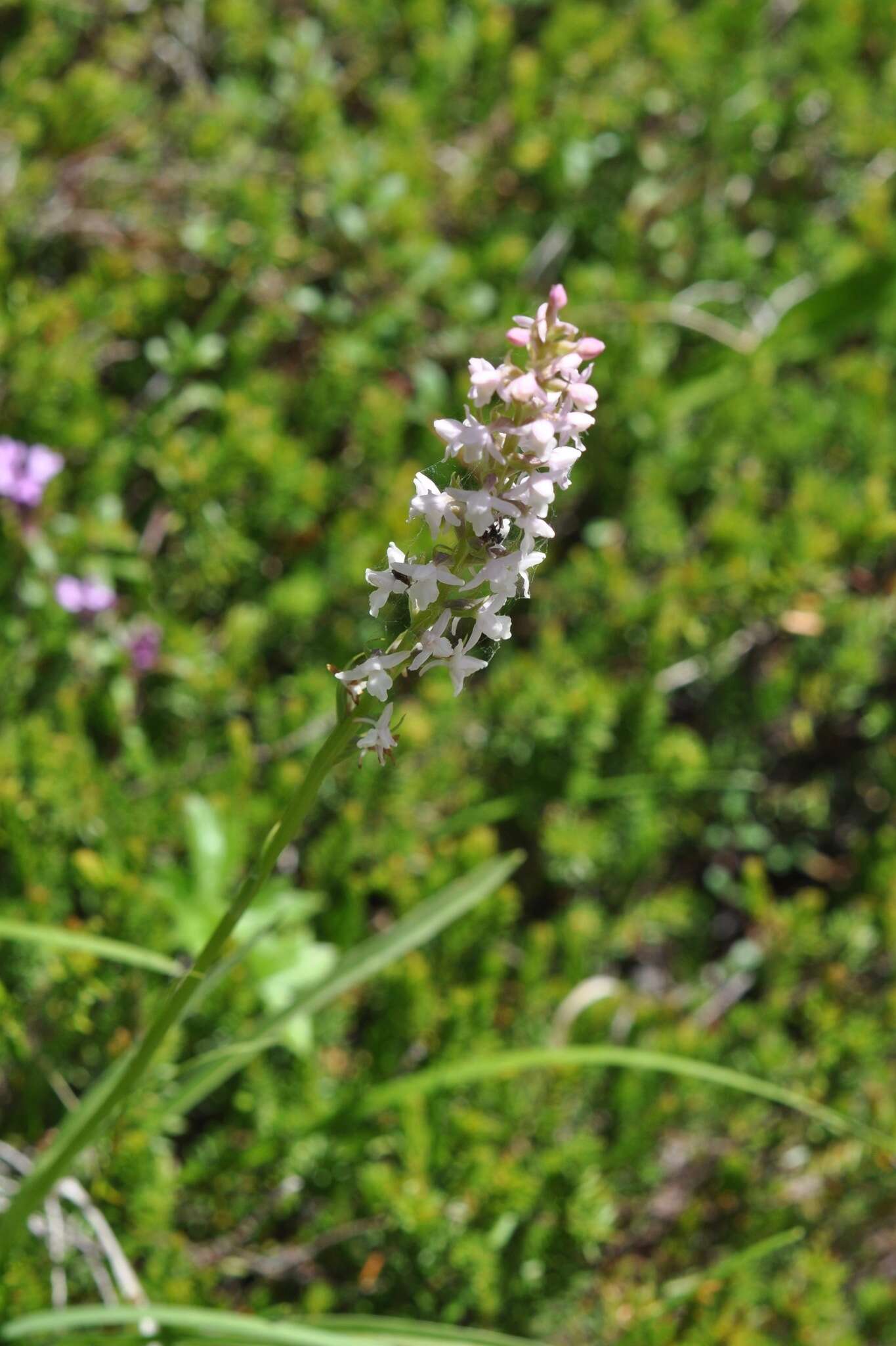 Image of Short spurred fragrant orchid