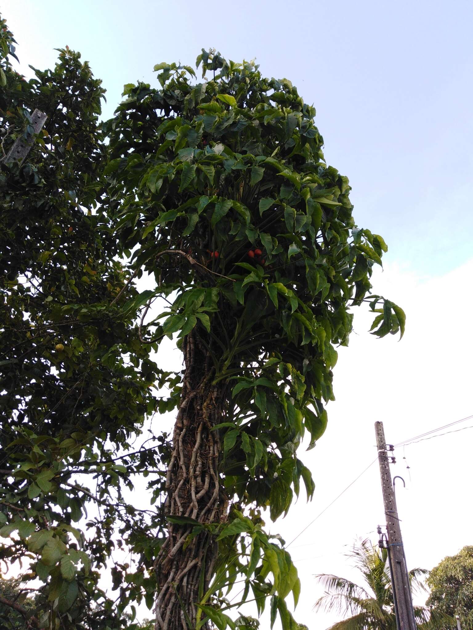 Imagem de Syngonium angustatum Schott