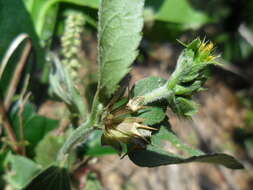 Calyptocarpus wendlandii Sch. Bip. resmi