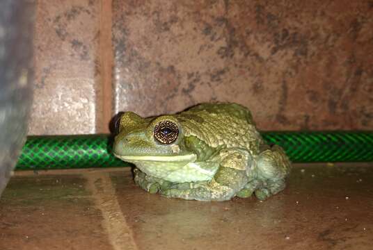 Image of marbled tree frog