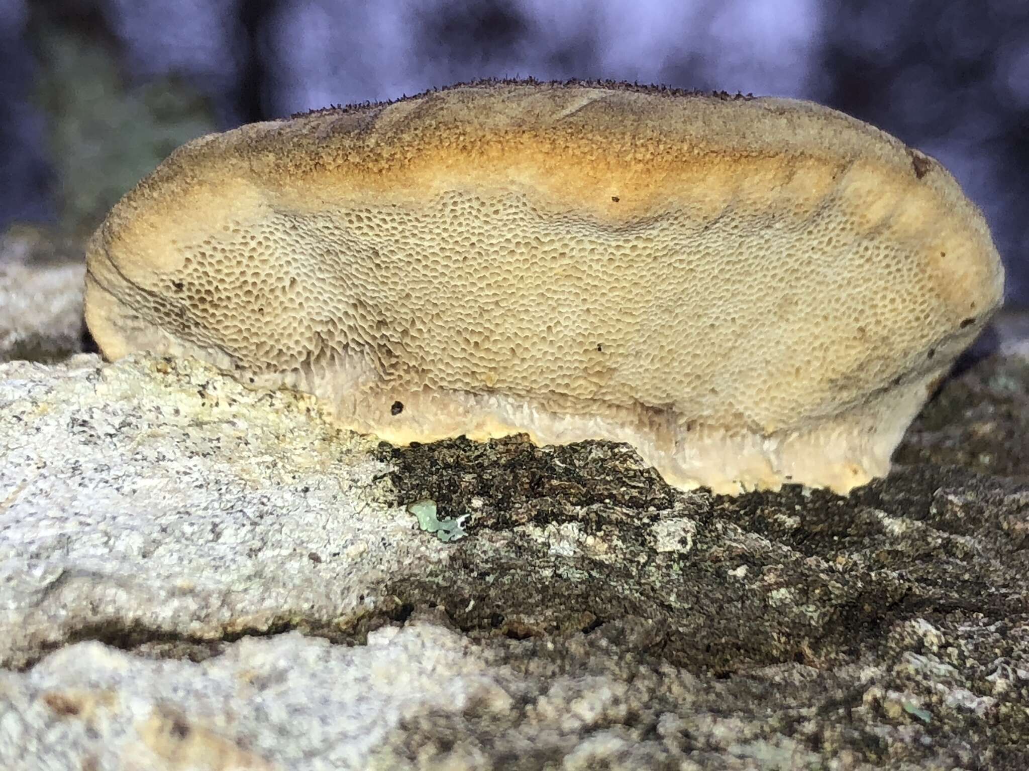 Sivun Trametes cubensis (Mont.) Sacc. 1891 kuva