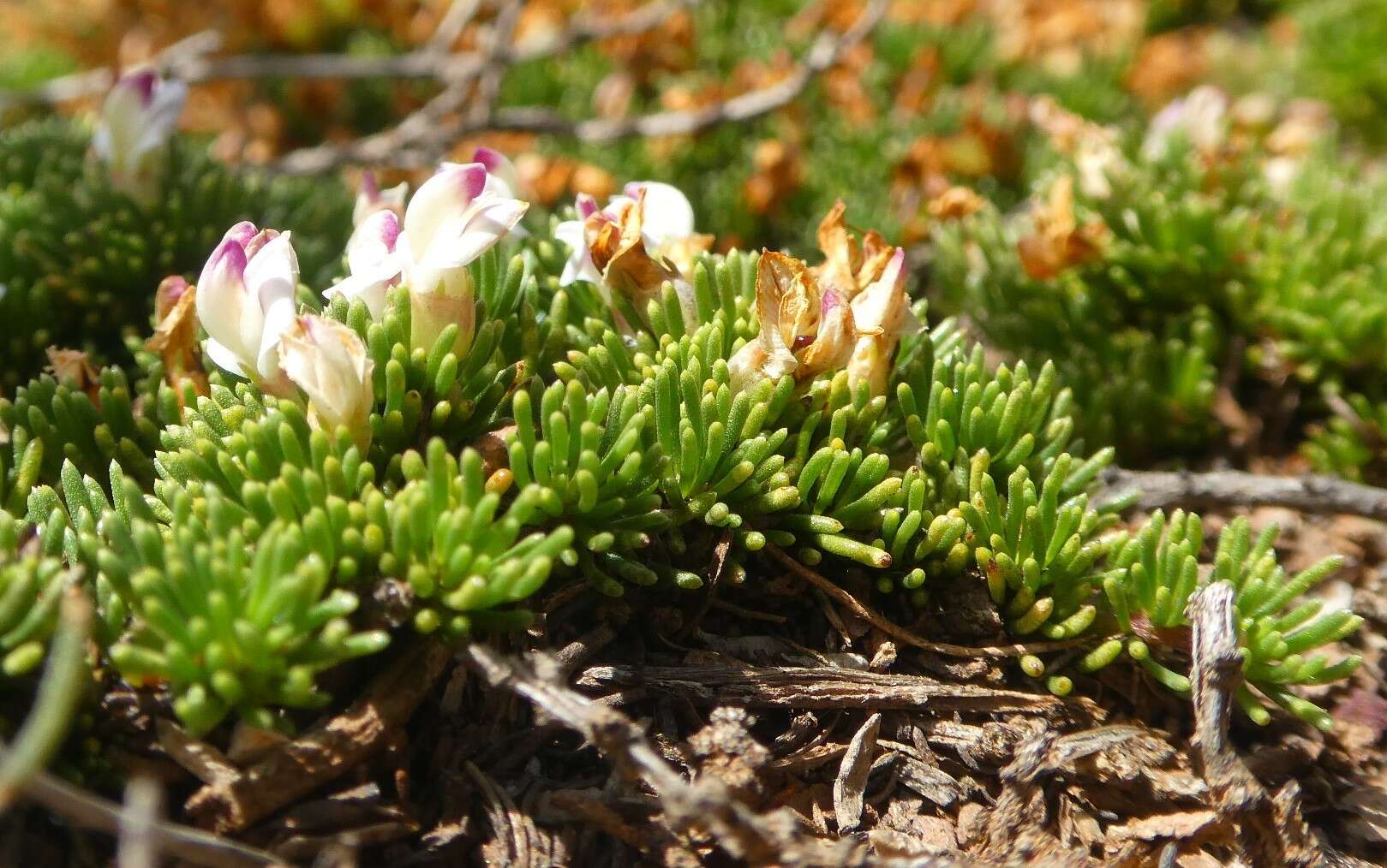 Image of Aspalathus quartzicola