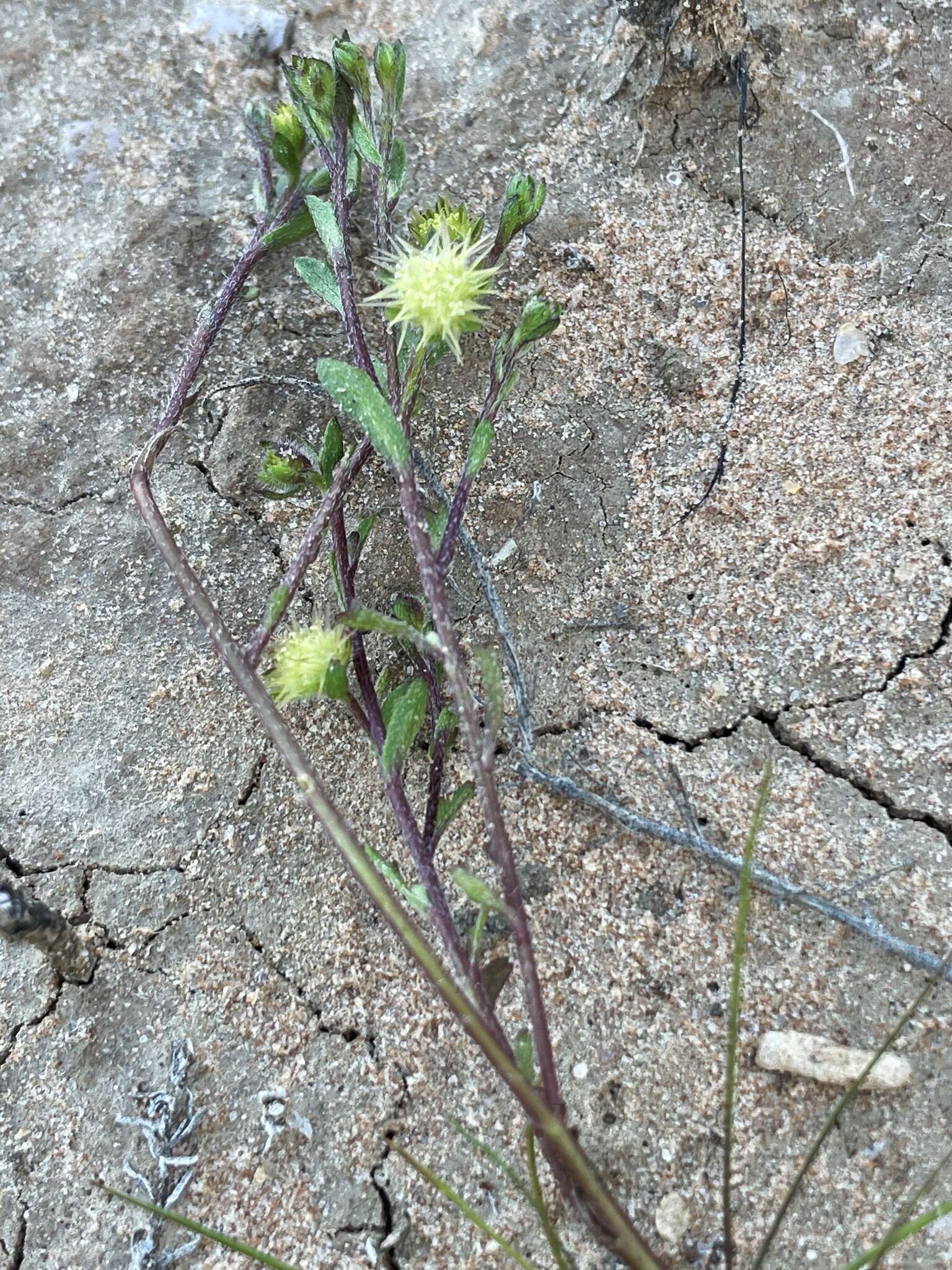 Image of Calotis hispidula (F. Müll.) F. Müll.