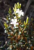 Image of Styphelia exarrhena (F. Muell.) F. Muell.