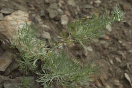 Image of Artemisia schmidtiana Maxim.