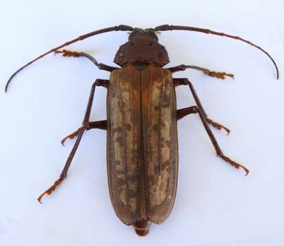 Image of Trichocnemis spiculatus neomexicanus (Casey 1890)