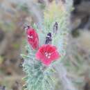 Plancia ëd Echium angustifolium subsp. angustifolium