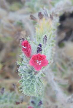 صورة Echium angustifolium subsp. angustifolium