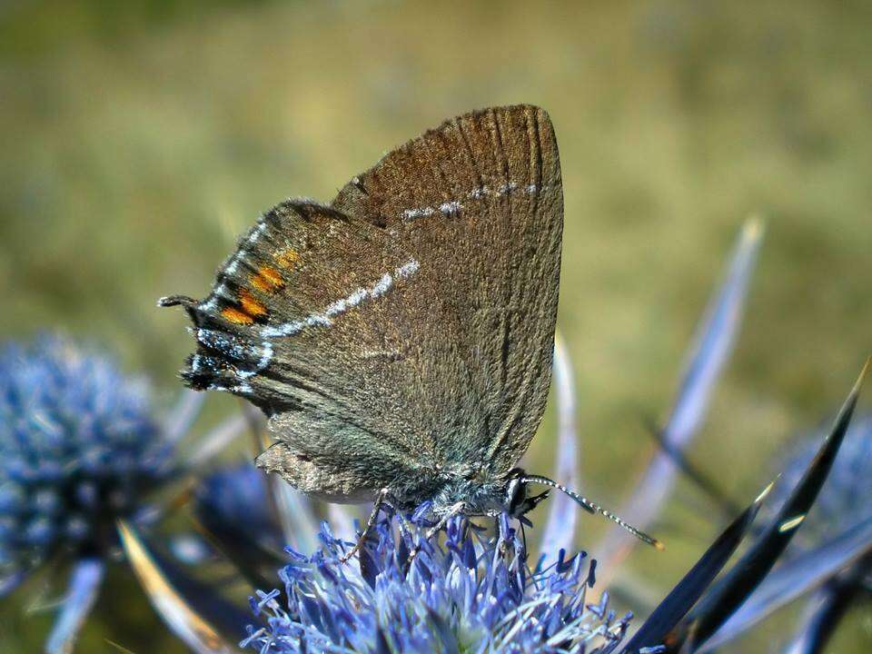 Satyrium spini (Denis & Schiffermüller 1775) resmi