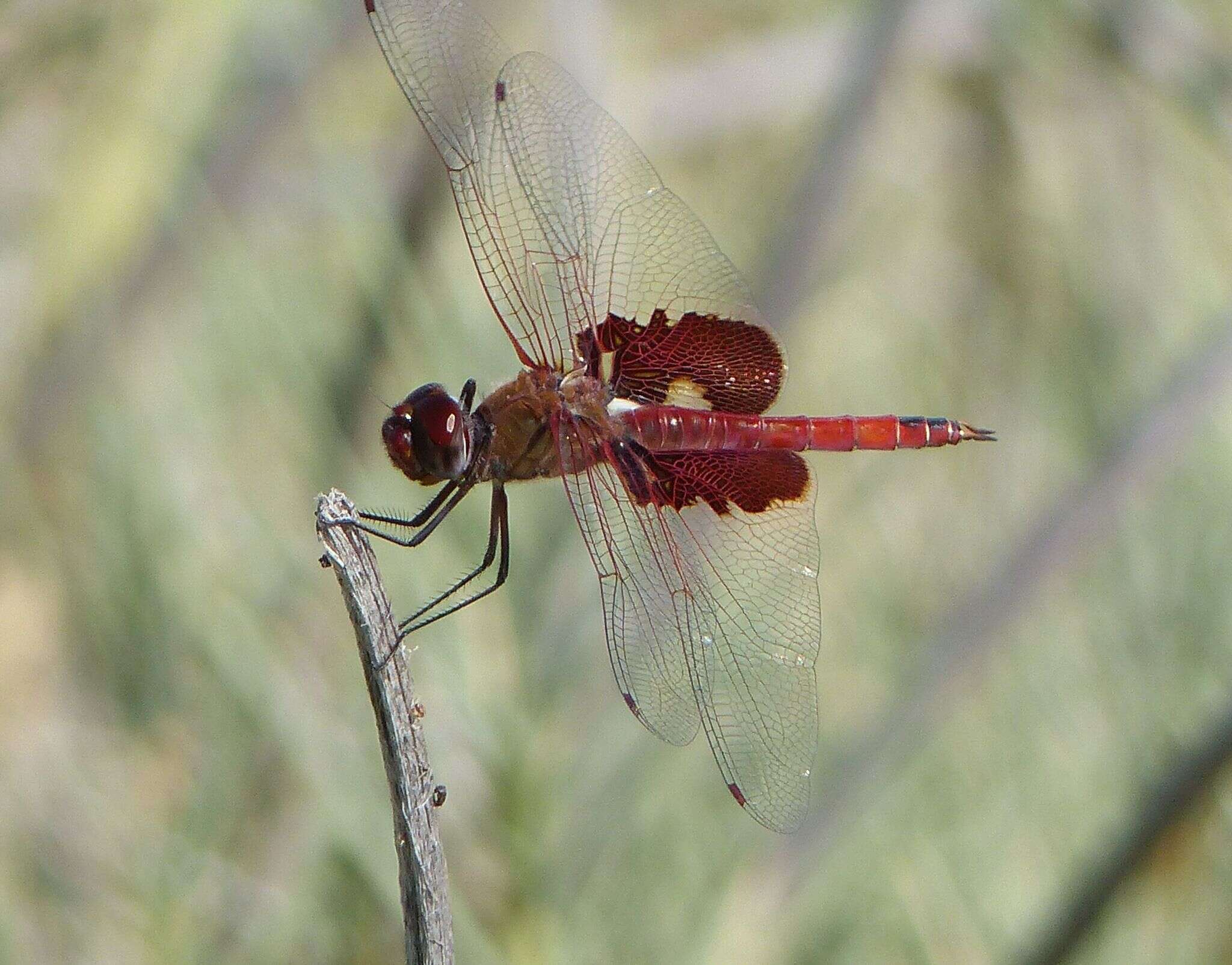 Image of Red Saddlebags