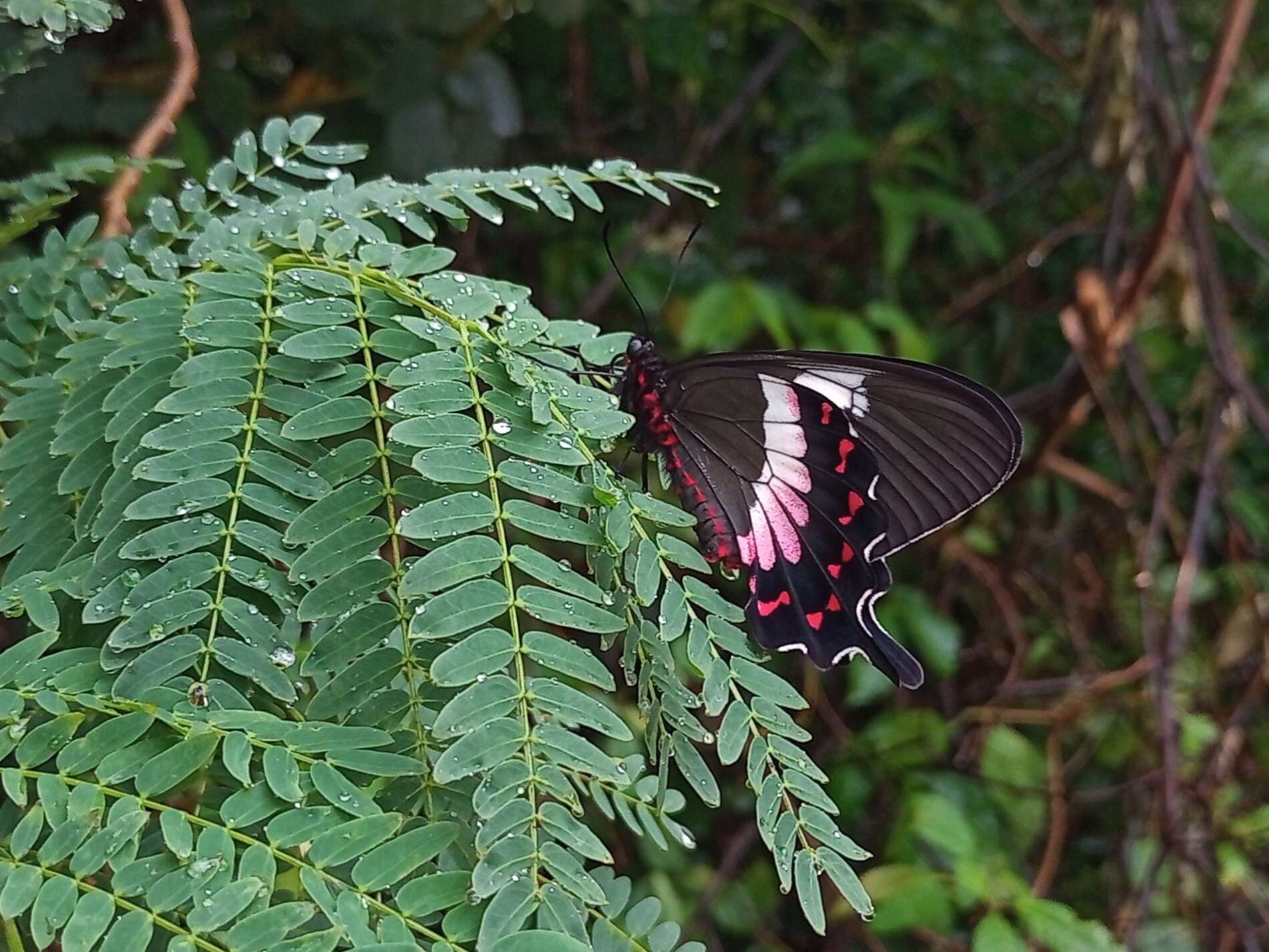 Parides ascanius (Cramer (1775))的圖片