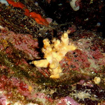 Image of Mediterranean mermaid's glove