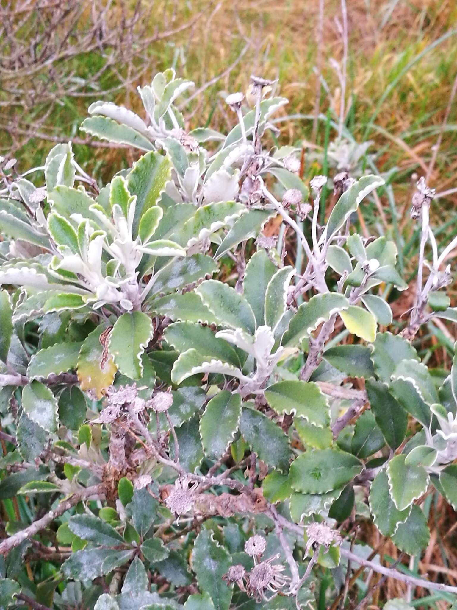 Image of Monro's Ragwort