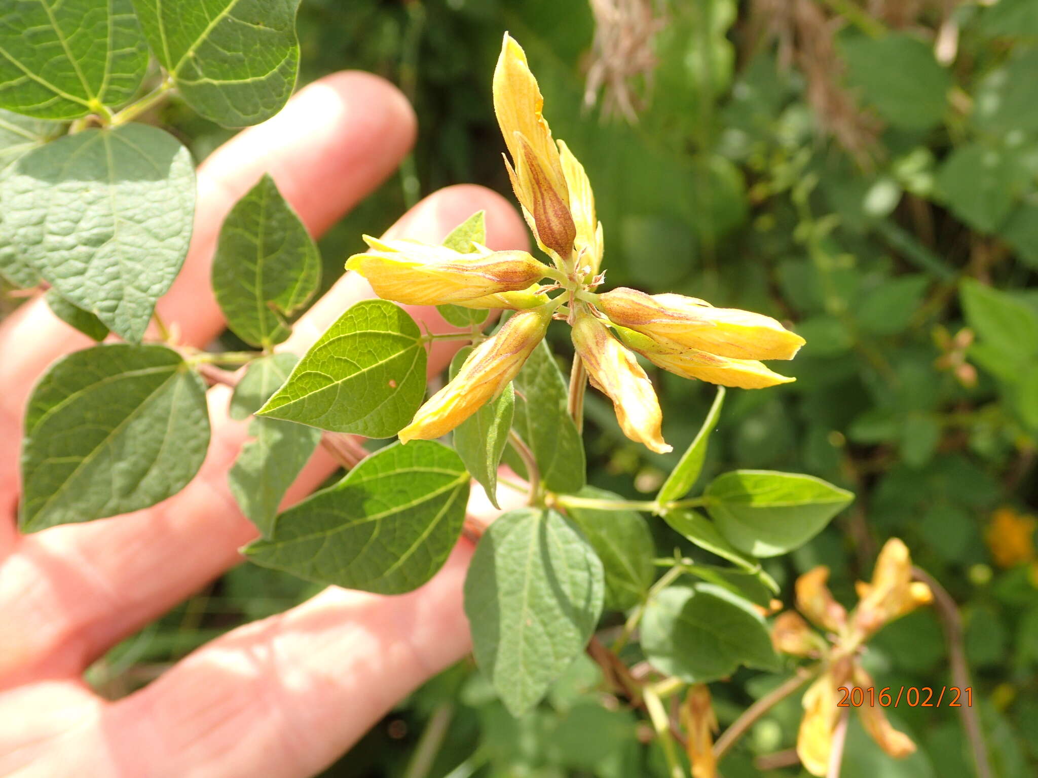 Image of Rhynchosia cooperi (Baker fil.) Burtt Davy