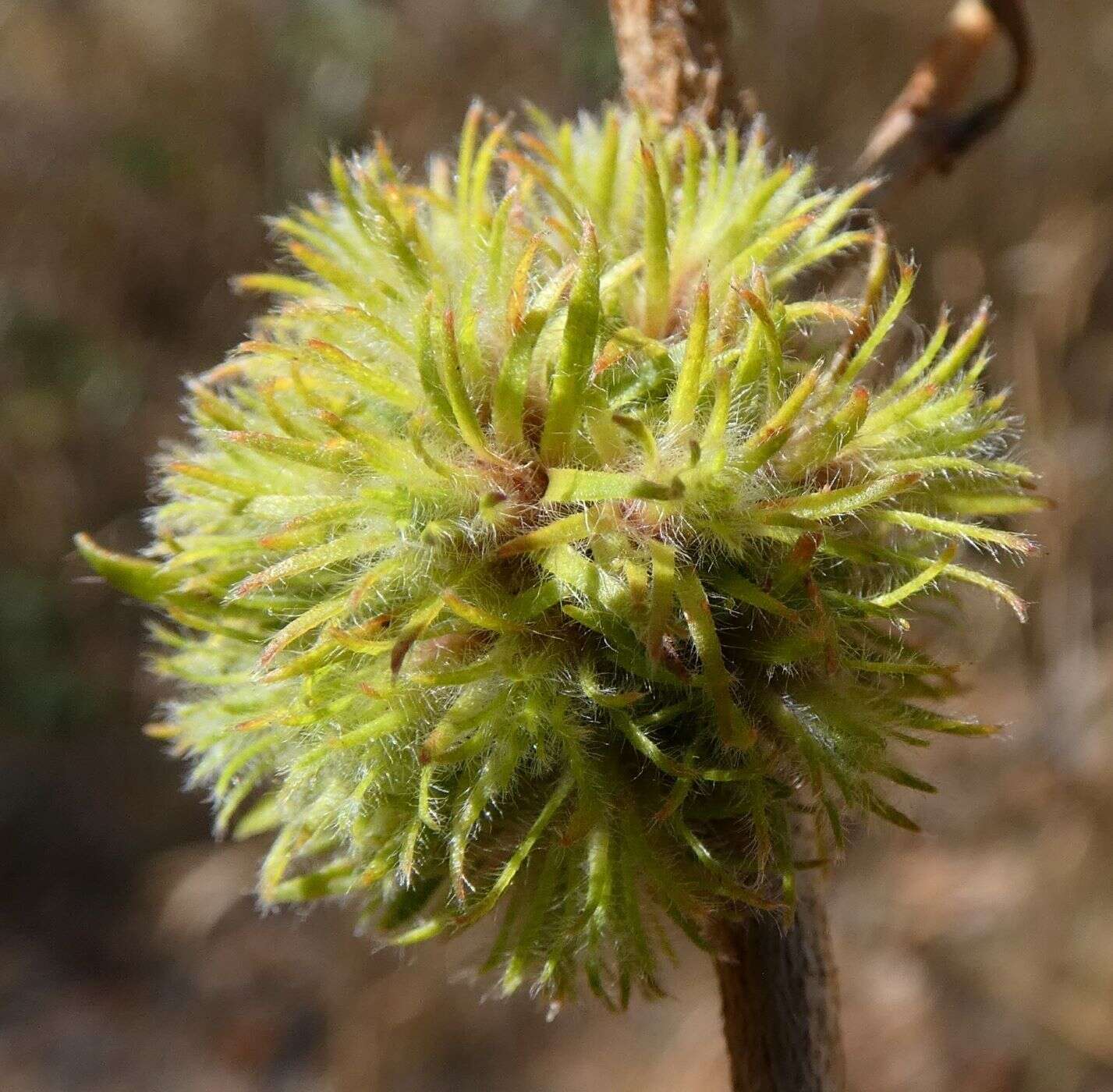 Image of Beesonia ferrugineus (Froggatt 1921)