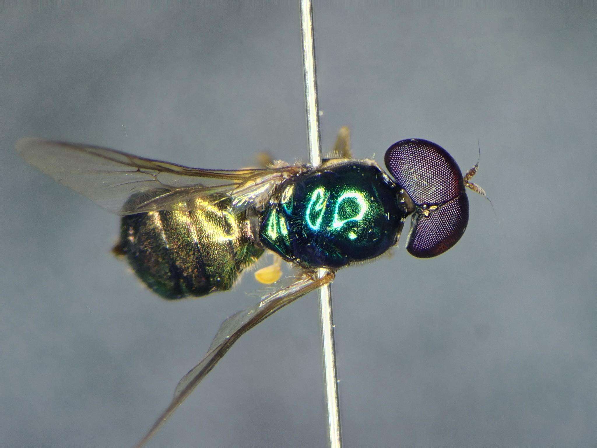 Image of Soldier fly