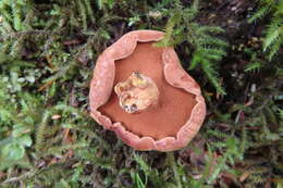 Image of Chalciporus piperatus (Bull.) Bataille 1908