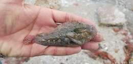 Image of Freckled Blenny