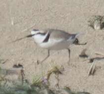 Image of Western snowy plover