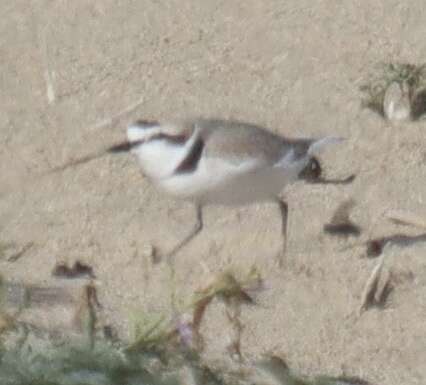 Image of Western snowy plover