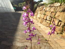 Image of Disa procera H. P. Linder