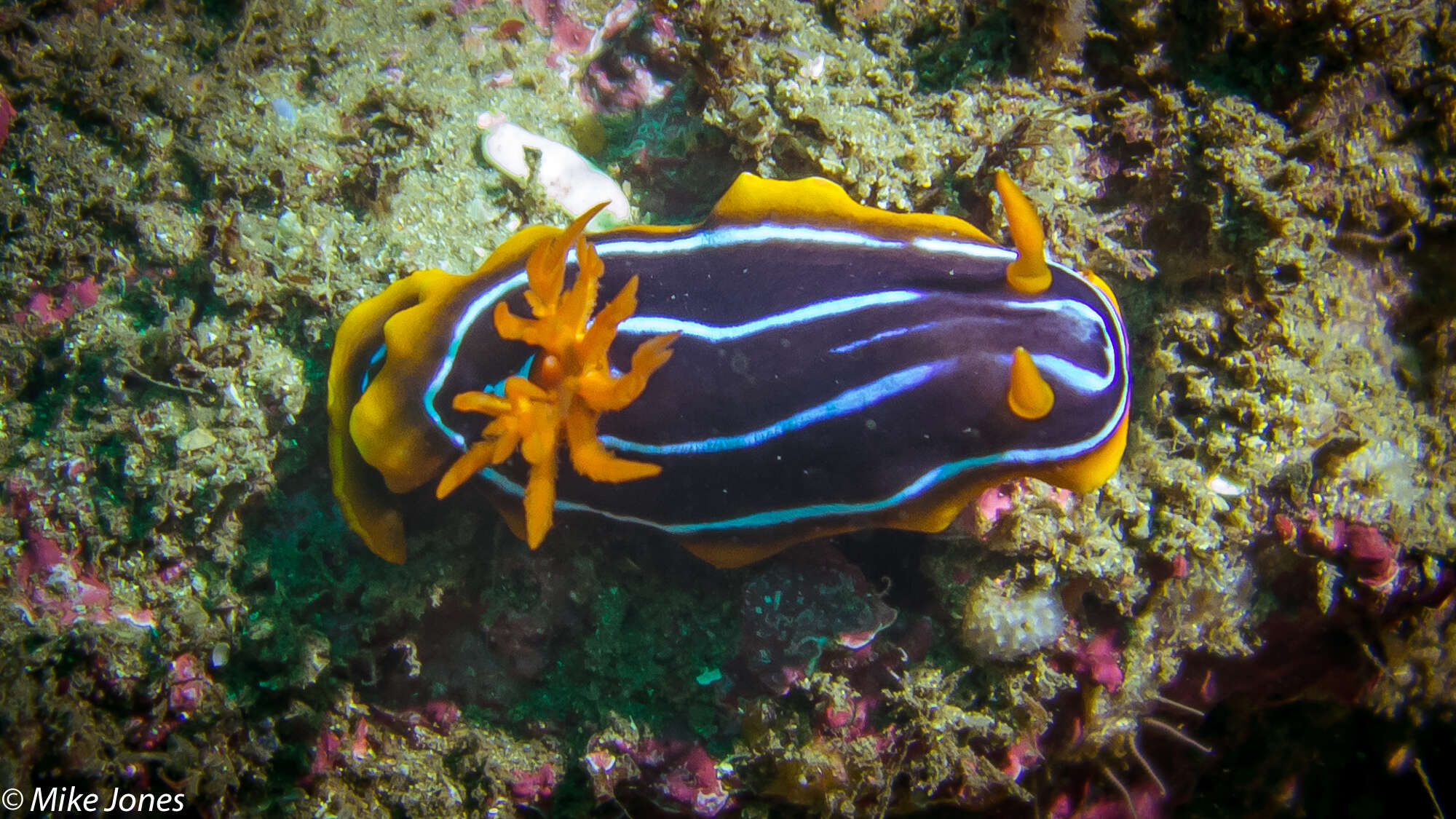 Image of Kuiter's black white orange slug