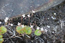 Image of Stylidium soboliferum F. Müll.