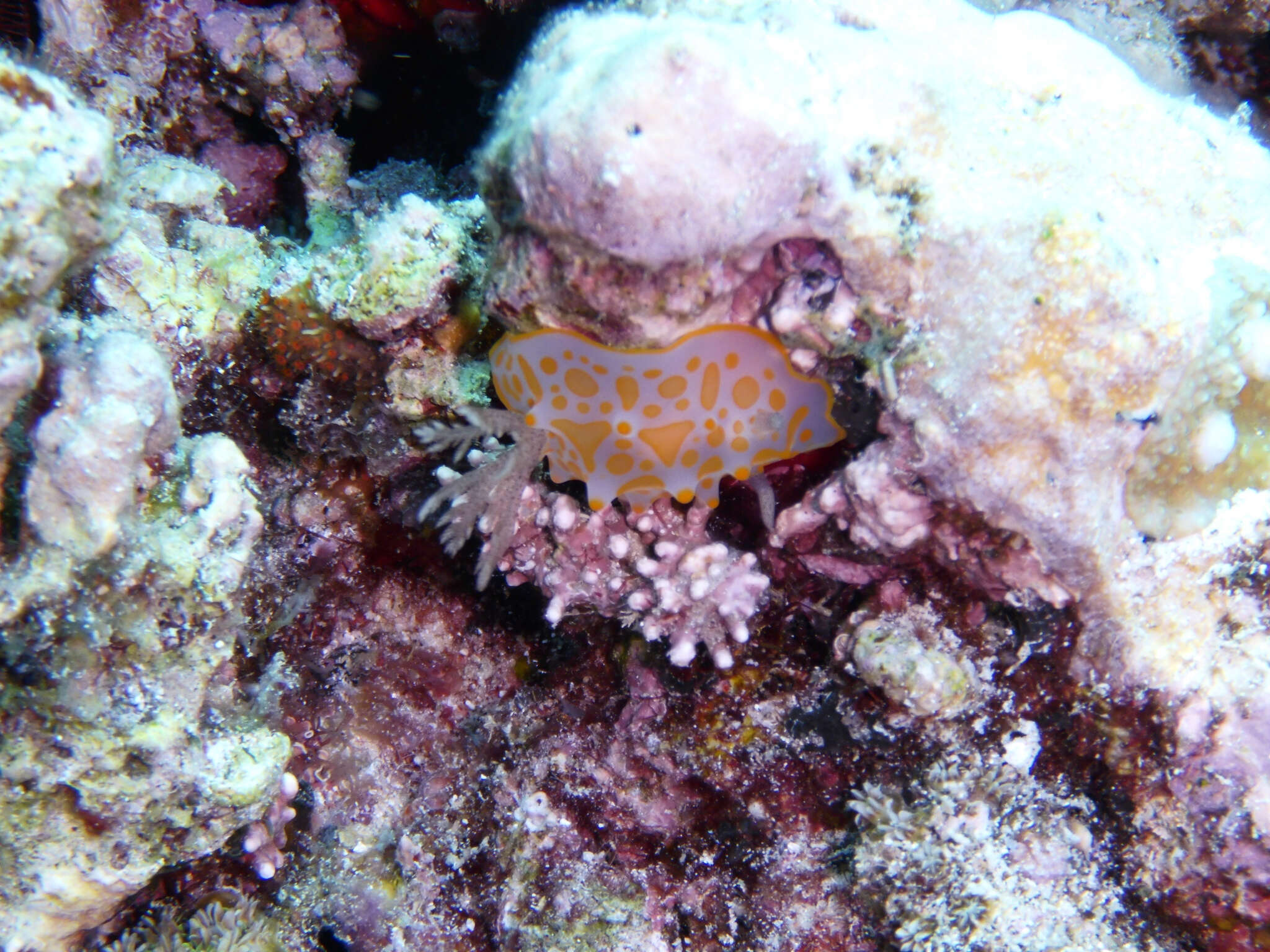 Image of Gold-spotted nudibranch