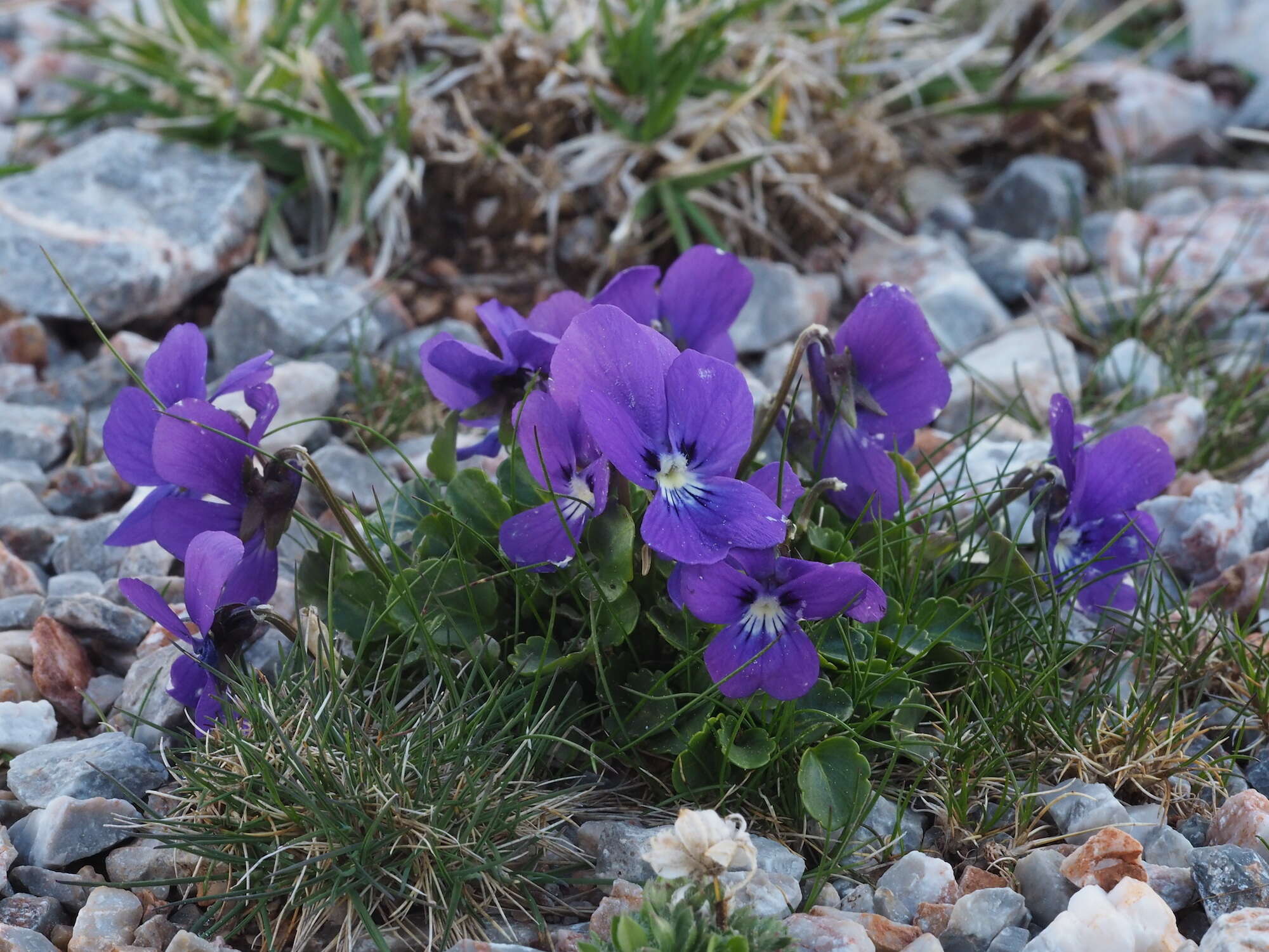 Слика од Viola alpina Jacq.