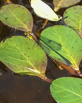 Image of Orange Bluet