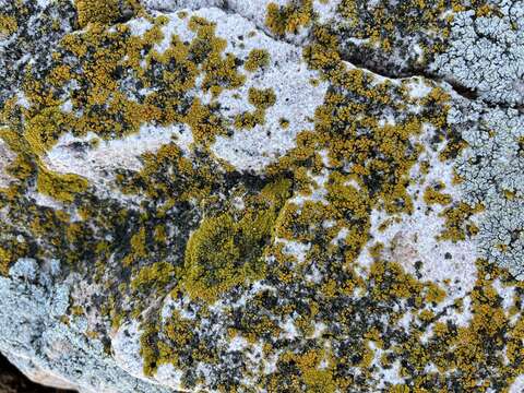 Image of orange lichen