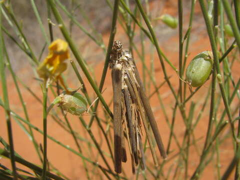 Image of Oiketicoides maledicta