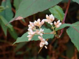 Sivun Persicaria chinensis (L.) Nakai kuva