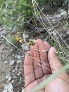 Image of Panamint rock goldenrod