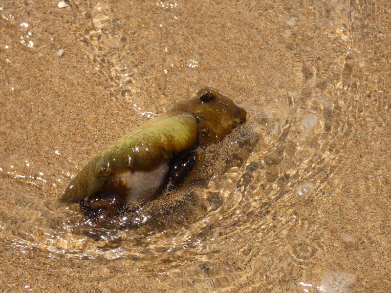 Image of banded sea hare