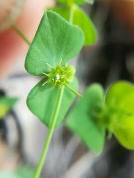 Image of Euphorbia greggii Engelm. ex Boiss.