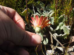 Image of Arctotis rotundifolia Lewin