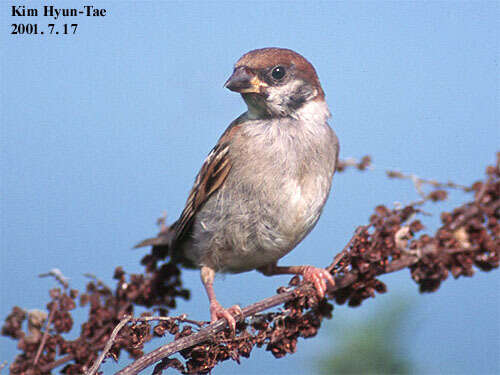 Image of Eurasian Tree Sparrow