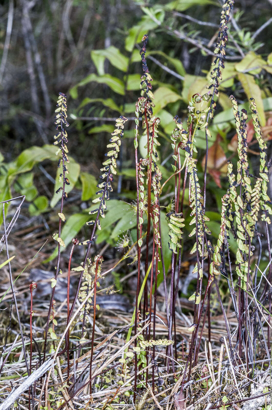 Image of Lindsaea linearis Sw.