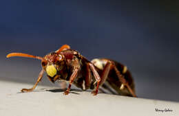 Image of Polistes stigma townsvillensis Giordani Soika 1975