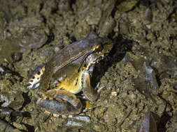 Image of Savage's Thin-toed Frog