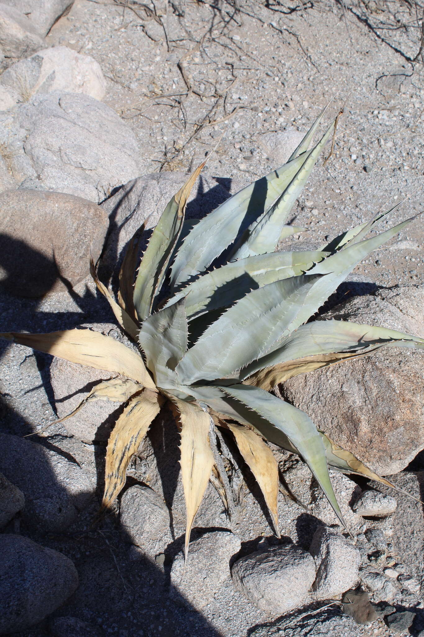 Image of Agave turneri R. H. Webb & Salazar-Ceseña