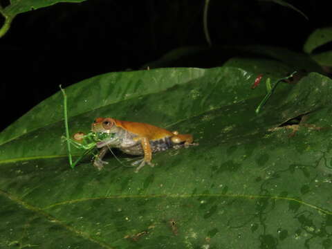 Image of Koechlin's Treefrog