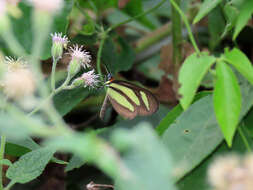 صورة Aeria olena Weymer 1875