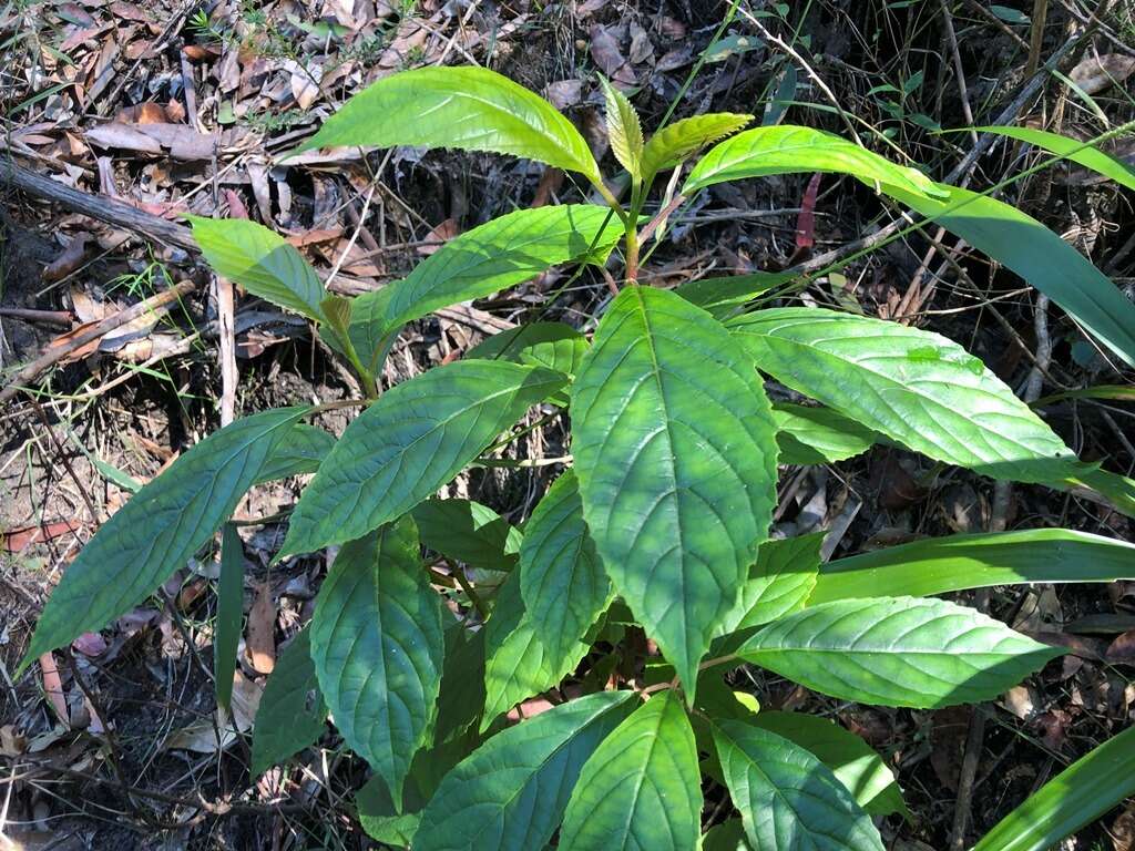 Image of Beautiful Abrophyllum