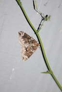 Image of Northwestern Phoenix Moth