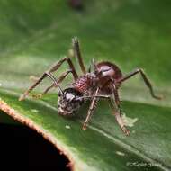 Image of Polyrhachis gracilior Forel 1893