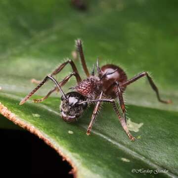 Imagem de Polyrhachis gracilior Forel 1893